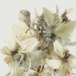 Fiori di collina