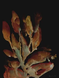 Pianta notturna