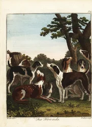 Un branco di cani da caccia prima di una battuta