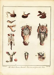 Anatomia di un cavallo. 1792 (incisione)