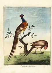 Fagiani inglesi, maschio e femmina. 1792 (incisione)