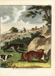 Caccia alla volpe