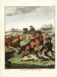 Caccia al lupo inglese antico. 1792 (incisione)