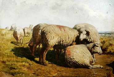 Un gruppo di pecore