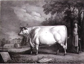 Il Barone, un premio shorthorn (La Mucca Bianca di Nannau) inciso da Charles Joseph Hullamandel (1789-1850) 1824