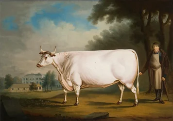 Il Bue Bianco di Nannau
