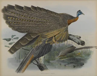 Argusianus Grayii