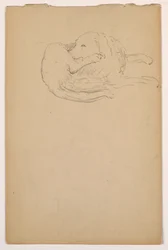 Disegno, Dash (un Setter), 1862 ca.