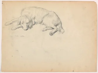 Disegno, Dash (un Setter), 1862 ca.