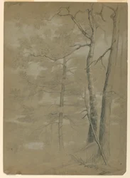 Studio di cicuta e faggio, White Lake