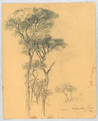 Studio di Pini, Villa Borghese, Roma