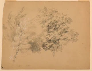 Studio di alberi, betulla e quercia