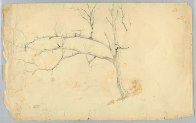 Studio di un albero senza foglie