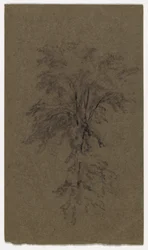 Studio di un olmo