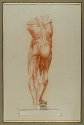 Écorché (Studio della muscolatura), c.1848