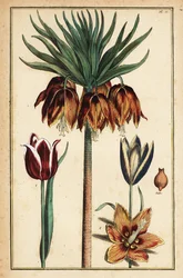 Giglio imperiale, Fritillaria imperialis, e tulipani, Tulipa gesneriana