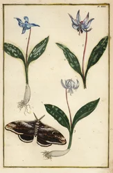 Dente di cane o violetta canina, Erythronium dens-canis, e falena