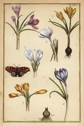 Crocus di primavera, Crocus vernus, e farfalla pavone europea, Aglais io