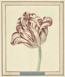 Tulipano, con il nome Bisar, Cardinale de Fleuri
