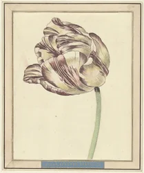 Tulipano, con il nome Bisar, Stati Generali