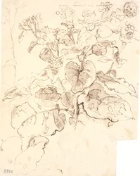 Studi di piante