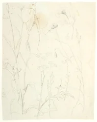Studi di piante