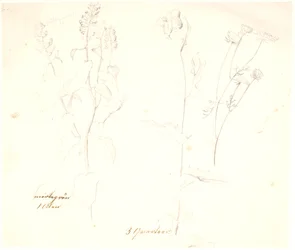 Studi di piante