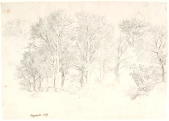 Studio di alberi