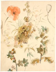 Studi di vari fiori, tra cui papaveri