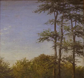 Studio di sottobosco e alberi alti, Fionia