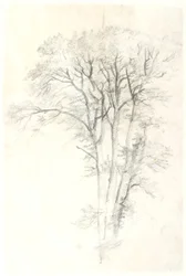 Studio di albero