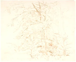 Studi di alberi
