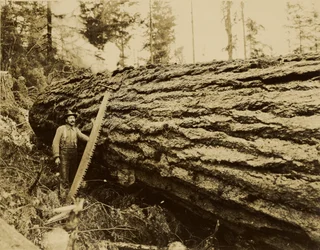 [Taglialegna, motosega e albero abbattuto]