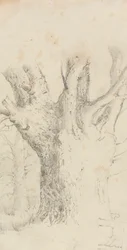 Albero