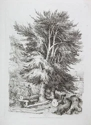 Faggio n. 18, illustrazione da Progressive Lessons on Landscape for Young Beginners, 1816