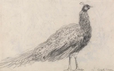 Pavone a Capel Curig