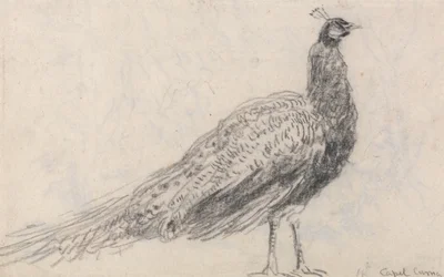 Pavone a Capel Curig