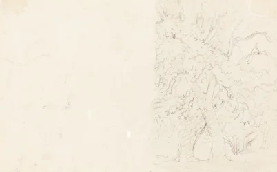 Alberi