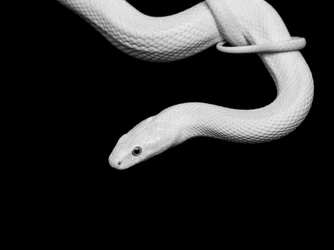 Ritratto di un serpente albino