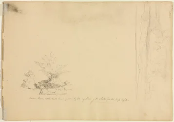 Studi sul paesaggio e sugli alberi (verso)