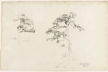 Pino, Lago George, 1871