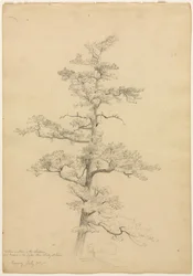 Pino, Conway, New Hampshire (recto), Studi di paesaggio e alberi (verso)
