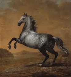 Il piccolo inglese, cavallo di re Carlo XI (1655-97)