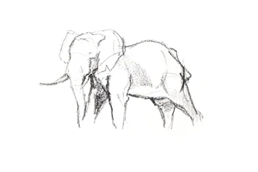 Elefante maschio