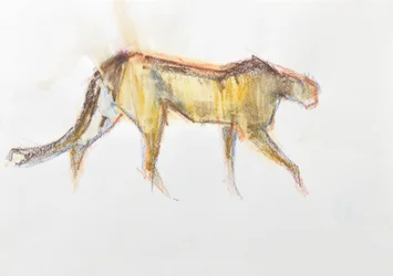 Ghepardo