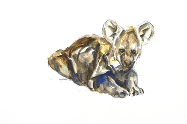 Cucciolo di iena