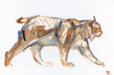 Lince