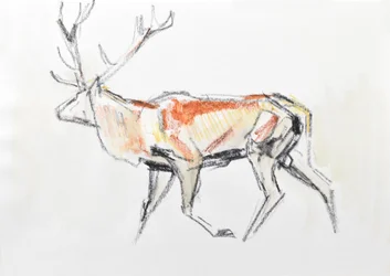 Cervo rosso