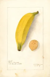 Banane (Musa: Purple Banana) (acquerello)