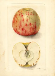 Mele a nocciolo amaro (Malus domestica) (acquerello)